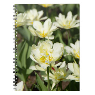 Feld mit weißen Tulpen Foto Notizblock