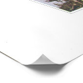 Feld- oder Wiesenkichtenkraut - Cerastium arvene Poster (Ecke)