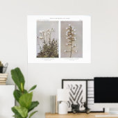 Feld- oder Wiesenkichtenkraut - Cerastium arvene Poster (Heimbüro)