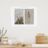 Feld- oder Wiesenkichtenkraut - Cerastium arvene Poster (Küche)