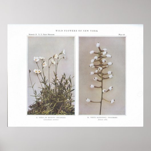 Feld- oder Wiesenkichtenkraut - Cerastium arvene Poster (Vorne)