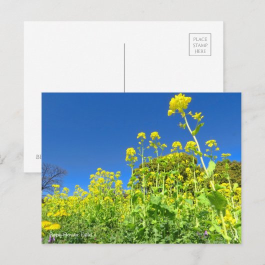 Feld "Rape Blume" [Postkarte] Postkarte (Vorne/Hinten)