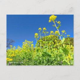 Feld "Rape Blume" [Postkarte] Postkarte