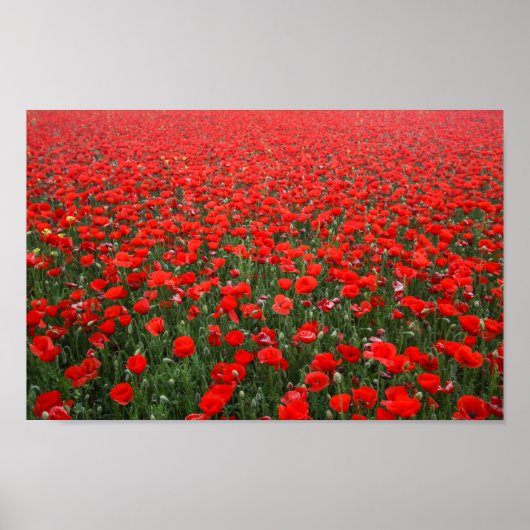 Feld roter Mohnblumen Poster (Vorne)