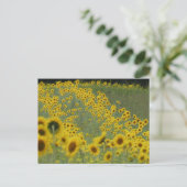 Feld Sonnenblumen bei der Reihe DIY Postkarte (Stehend Vorderseite)