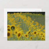 Feld Sonnenblumen bei der Reihe DIY Postkarte (Vorne/Hinten)