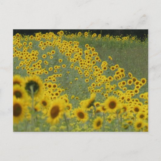 Feld Sonnenblumen bei der Reihe DIY Postkarte (Vorderseite)