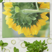Feld Sonnenblumen Küchentuch (Gefaltet)