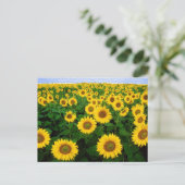 Feld Sonnenblumen Postkarte (Stehend Vorderseite)