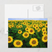 Feld Sonnenblumen Postkarte (Vorne/Hinten)