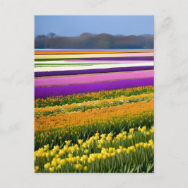 Feld voll von Tulips, Tulips, Blume, Blumen, Postkarte