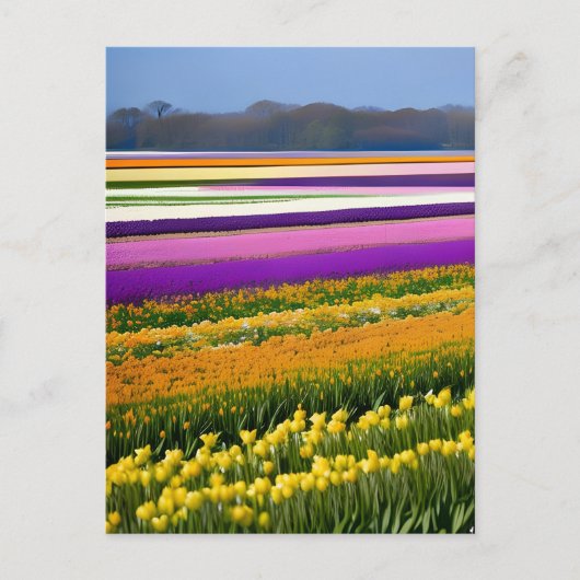 Feld voll von Tulips, Tulips, Blume, Blumen, Postkarte (Vorderseite)