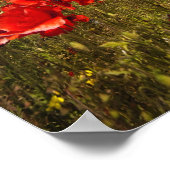 Feld voller roter Blume Poster (Ecke)