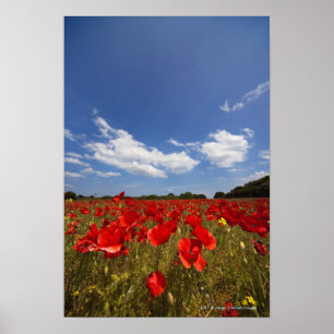 Feld voller roter Blume Poster