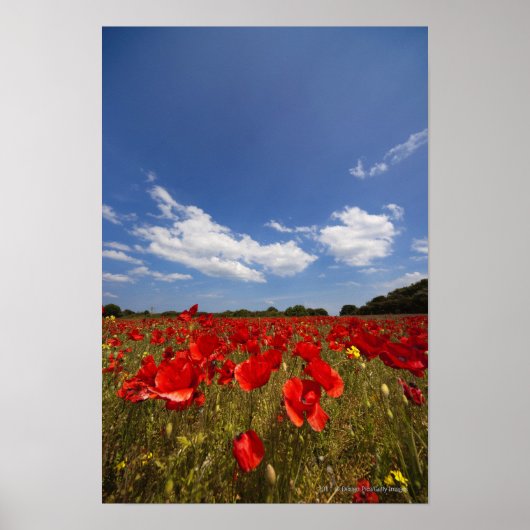 Feld voller roter Blume Poster (Vorne)