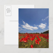 Feld voller roter Blume Postkarte (Vorne/Hinten)