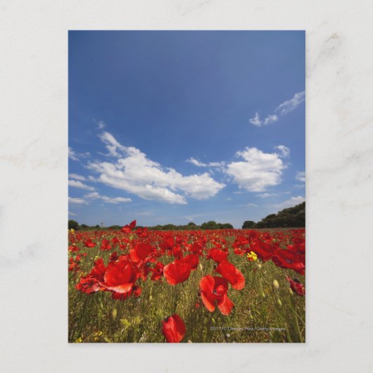 Feld voller roter Blume Postkarte (Vorderseite)