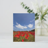 Feld voller roter Blume Postkarte (Stehend Vorderseite)