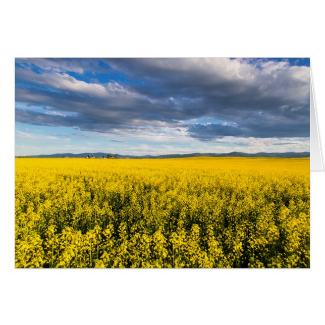 Feld von Canola in spätglattem Abend (Vorderseite (Horizontal))