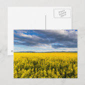 Feld von Canola in spätglattem Abend Postkarte (Vorne/Hinten)