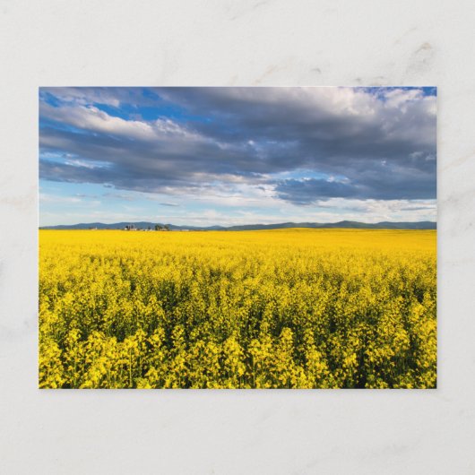 Feld von Canola in spätglattem Abend Postkarte (Vorderseite)