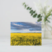 Feld von Canola in spätglattem Abend Postkarte (Stehend Vorderseite)
