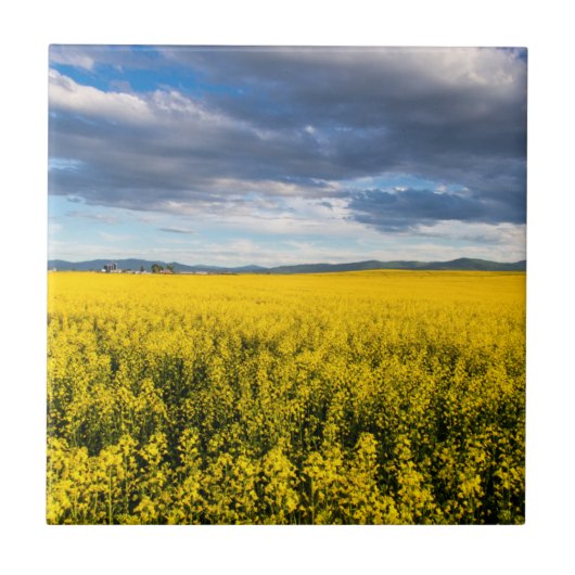 Feld von Canola in spätlichtem Abend Fliese (Vorderseite)