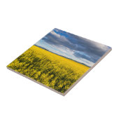 Feld von Canola in spätlichtem Abend Fliese (Seite)