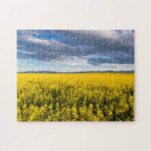 Feld von Canola in spätlichtem Abend Puzzle (Horizontal)