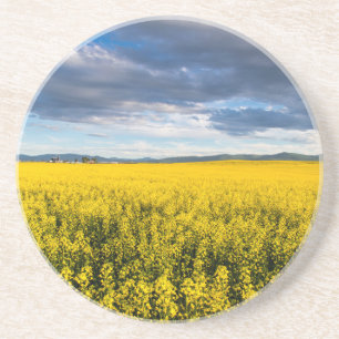Feld von Canola in spätlichtem Abend Untersetzer