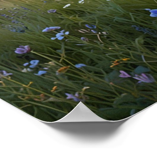 Feld "Wildblumen" Poster (Ecke)