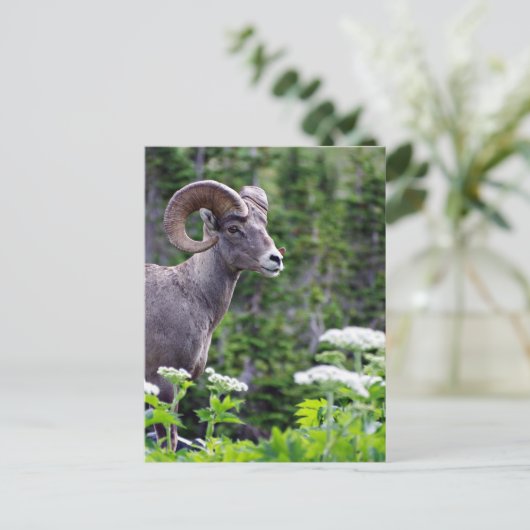 Feldantrieb Postkarte (Stehend Vorderseite)