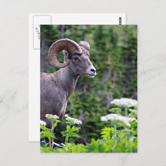 Feldantrieb Postkarte (Vorne/Hinten)