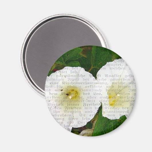 Feldbindung Magnet (Vorderseite/Rückseite)