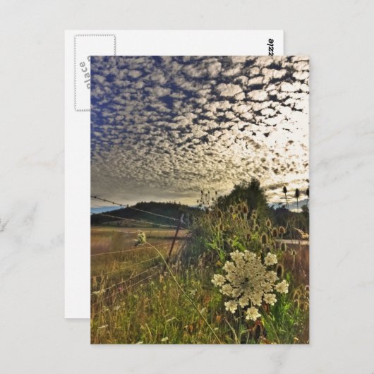 FeldBlume Postkarte (Vorne/Hinten)