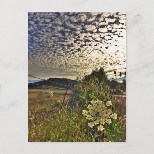 FeldBlume Postkarte (Vorderseite)