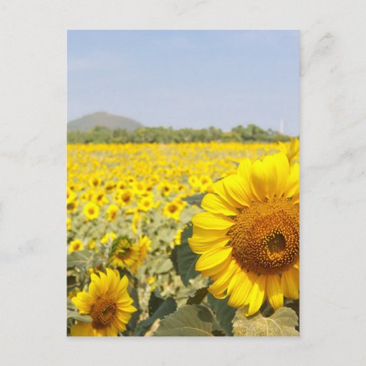 Felder des Goldes Postkarte (Vorderseite)