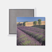 Felder EU, Frankreich, Provence, Lavendel 3 Magnet (Vorderseite/Rückseite)