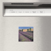 Felder EU, Frankreich, Provence, Lavendel 3 Magnet (In Situ (Geschirrspüler))