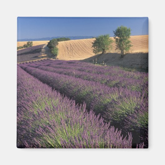 Felder EU, Frankreich, Provence, Lavendel 3 Magnet (Vorne)