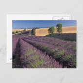 Felder EU, Frankreich, Provence, Lavendel 3 Postkarte (Vorne/Hinten)