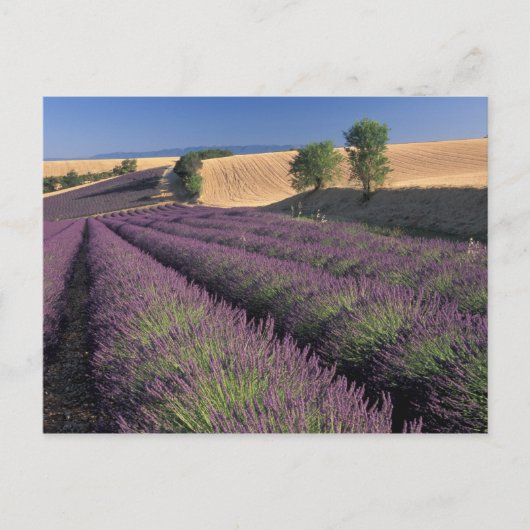 Felder EU, Frankreich, Provence, Lavendel 3 Postkarte (Vorderseite)