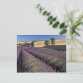 Felder EU, Frankreich, Provence, Lavendel 3 Postkarte (Stehend Vorderseite)
