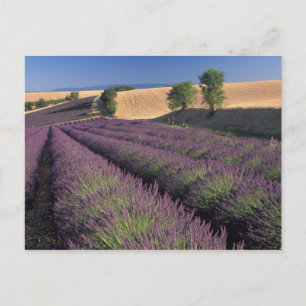Felder EU, Frankreich, Provence, Lavendel 3 Postkarte