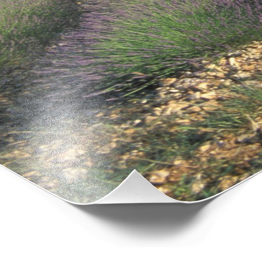 Felder EU, Frankreich, Provence, Lavendel Fotodruck (Ecke)