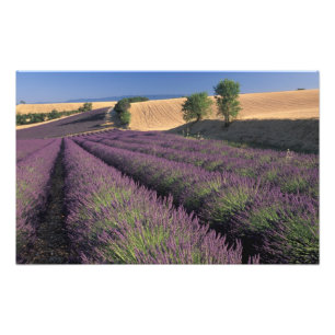 Felder EU, Frankreich, Provence, Lavender 2 Fotodruck