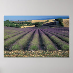 Felder EU, Frankreich, Provence, Lavender 2 Poster