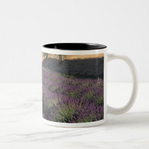 Felder EU, Frankreich, Provence, Lavender 3 Zweifarbige Tasse
