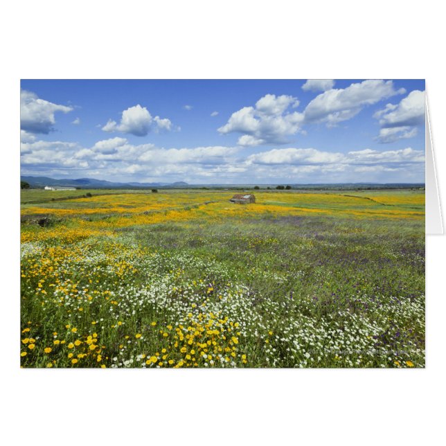 Felder in Springtime bei Guadalupe (Vorderseite (Horizontal))