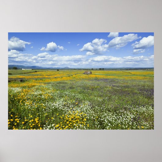 Felder in Springtime bei Guadalupe Poster (Vorne)